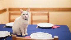 Six gentle ways to stop your cat from jumping on the kitchen table